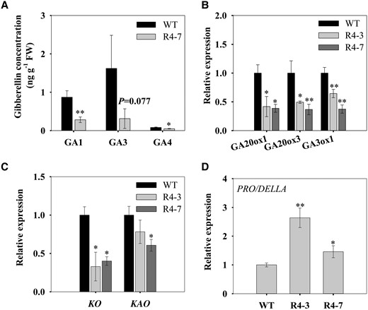 Effect of silencing SlSUT4 on GA synthesis and signaling. A) Shoot apex GA concentration. B, C) Expression of GA biosynthetic genes. D) Expression of PRO/DELLA—a central repressor of GA signaling. The gene expression was analyzed by RT-qPCR, and actin and ubiquitin were used as internal controls. Data are means ± Sd (n = 3). The data were subjected to Student's t-test, and asterisks above bars indicate significant differences compared with the wild type. *P < 0.05 and **P < 0.01. WT, wild type; R, RNAi line; GA, gibberellin; FW, fresh weight.