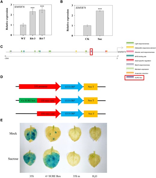 Expression of MYB transcription factor SlMYB76 and response of the cis-acting element SURE box to sucrose. A)SlMYB76 expression in SlSUT4-silenced plants. B) Effect of exogenous sucrose on SlMYB76 expression. The gene expression was analyzed by RT-qPCR, and actin and ubiquitin were used as internal controls. Data are means ± Sd (n = 3). The data were subjected to Student's t-test, and asterisks above bars indicate significant differences compared with the wild type (A) or control (B). ***P < 0.001. WT, wild type; R, RNAi line; CK, control; Suc, sucrose. C)Cis-acting elements in SlMYB76 promoter. The promoter sequence was obtained from the Solanaceae Genomics Network (https://solgenomics.net/), analyzed in PlantCARE (http://bioinformatics.psb.ugent.be/webtools/plantcare/html/), and visualized using TBtools (https://github.com/CJ-Chen/TBtools/releases). D) Schematic representation of vector structure used in transient GUS expression assay. The 46-bp core fragment of CaMV 35S promoter was used as a minimal promoter to replace the 35S promoter of pBI121 and to control the GUS expression as the background. E) Effect of SURE in SlMYB76 promoter on GUS expression activity in N. benthamiana leaves. The 35S promoter-driven vector was used as a positive control, H2O as a negative control, and 35S mini core-driven vector as the background. SURE, sucrose response element.