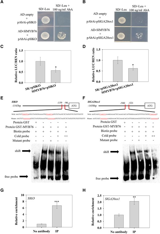 Verification of the interaction between SlMYB76 and the promoters of SlKO and SlGA20ox1. A, B) Yeast one-hybrid assay verifying the interaction between SlMYB76 and the promoters of SlKO(A) and SlGA20ox1(B). C, D) Dual-luciferase assay showing that the co-expression of SlMYB76 inhibited the expression of SlKO and SlGA20ox1 pro-LUC reporter genes. The ratio of LUC to REN in the empty vector plus promoter was used as a calibrator (set as 1). The data were subjected to Student's t-test, and asterisks above bars indicate significant differences. *P < 0.05. Data are means ± Sd (n = 3). E, F) EMSAs showing that SlMYB76 bound to the promoter of SlKO and SlGA20ox1 in vitro. The GST-SlMYB76 fusion protein was incubated with biotin-labeled probe, cold probe, and mutant probe, respectively. The GST protein incubated with biotin-labeled probe served as a negative control. − indicates absence. + indicates presence. ++ indicates increasing amounts of unlabeled probes for competition. The shifted bands are indicated by arrows. G, H) ChIP-qPCR analysis of SlMYB76 binding to the promoter of SlKO and SlGA20ox1. No antibody served as negative controls. Data are means ± Sd (n = 3). The data were subjected to Student's t-test, and asterisks above bars indicate significant differences compared with the control. **P < 0.01 and ***P < 0.001.