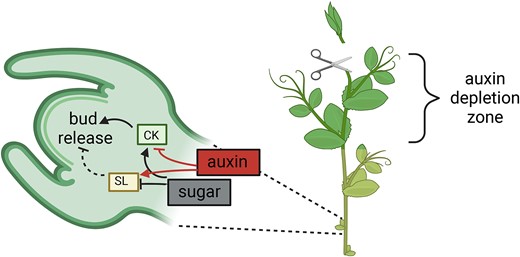An overview of the interactions between sucrose and CK mediating bud release after apex decapitation. Following shoot apex removal, dormant buds outside the auxin-depletion zone rapidly accumulate sugar and CK, which lead to a decrease in SL response and subsequent bud release. The suppression of CK by auxin is lost after decapitation. Dashed lines indicate regulations that are lost during bud release process. Solid lines indicate regulation presents during bud release. Blunt end indicates downregulation and arrow end indicates upregulation. Created with BioRender.com.