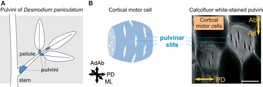 Pulvinus and pulvinar slits of D. paniculatum. A) Scheme of pulvini regions. B) Proposed model of pulvinar slits in the wall of a cortical motor cell (left). Section of calcofluor white-stained D. paniculatum pulvini visualized by confocal laser scanning microscopy (right). Bar, 20 µm. AdAb, adaxial–abaxial axis; ML, medial–lateral axis; PD, proximo-distal axis. B) was modified from Figure 1C and G of Takahara et al. (2023).