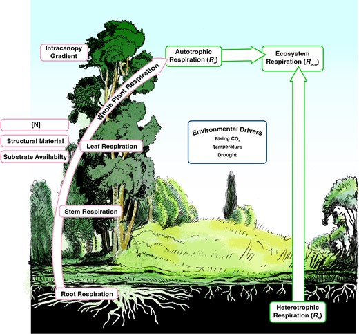 A conceptual figure of the topics covered in this update. Red outlined boxes on the left represent how tissue respiratory CO2 fluxes and the factors that modify these fluxes scale to whole-plant respiration. Green outlined boxes represent ecosystem respiratory CO2 fluxes, including the sum of whole-plant respiration from the ecosystem (autotrophic respiration) and respiration from soil microbes (heterotrophic respiration). The blue outlined box in the centre shows environmental drivers of plant dark respiration.