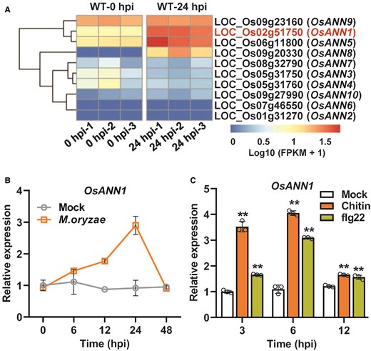 OsANN1 transcription is induced by M. oryzae infection and PAMP treatments. A) Heatmap analysis of rice annexin genes using transcriptome data of M. oryzae-inoculated rice plant leaves. B) Transcription analysis of OsANN1 over time after inoculation with M. oryzae in rice. Conidial suspensions (1 × 105 conidia mL−1 in 0.02% Tween-20) were sprayed onto the leaf surface of 3-wk-old rice seedlings. The inoculated leaves were sampled at indicated time points for RT-qPCR assays. 0.02% Tween-20 serves as mock treatment. hpi, hours postinoculation. Values are means ± Sd (n = 3). C) Transcription analysis of OsANN1 in rice suspension cells treated with 10 nM chitin or 500 nM flg22. RT-qPCR were used to evaluate the gene expression. Values are means ± Sd (n = 3), each circle represents 1 biological replicate. **Significant differences from Mock at P < 0.01 (Student's t-test).