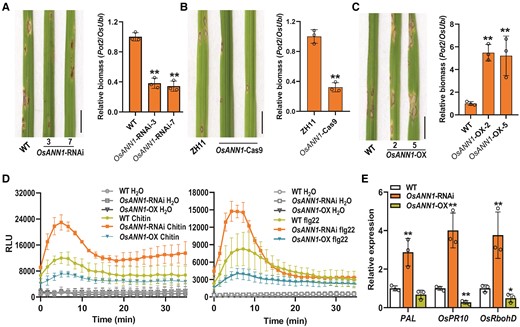 OsANN1 is a negative regulator of blast disease resistance in rice. A) Disease symptoms and relative fungal biomass of the WT and OsANN1-RNAi plants after M. oryzae infection. Conidial suspensions (1 × 105 conidia mL−1 in 0.02% Tween-20) were sprayed onto the leaf surface of 3-wk-old seedlings. Images were taken at the same time (5 dpi). Bar = 1 cm. The fungal biomass was determined by qPCR of M. oryzae Pot2 gene against rice OsUbi1 gene. Values are means ± Sd (n = 3 biological replicates). **Significant differences from WT at P < 0.01 (Student's t-test). B) Disease symptoms and relative fungal biomass of the ZH11 (Zhonghua 11) and OsANN1-Cas9 plants after M. oryzae infection. Others are as in A). C) Disease symptoms and relative fungal biomass of the WT and OsANN1-OX plants after M. oryzae infection. Others are as in A). D) ROS burst induced by PAMPs in suspension cells of the WT and OsANN1 transgenic plants; 10 nM chitin and 500 nM flg22 were used for the ROS burst assays. H2O served as the negative control. RLU, relative light units. Values are means ± Sd (n = 3). E) The expression of defense genes PAL, OsPR10, and OsRbohD in the WT and OsANN1 transgenic plants. The leaves of 4-wk-old plants were sampled, and RT-qPCR was used to evaluate the gene expression. Values are means ± Sd (n = 3 biological replicates). ** and * indicate significant differences from WT at P < 0.01 and 0.05, respectively (Student's t-test).