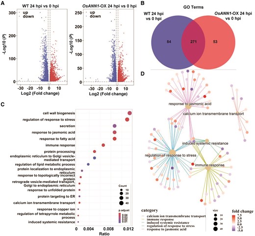 Transcriptome analysis of the OsANN1-regulated DEGs. A) Volcano plots of DEGs affected by M. oryzae inoculation in the WT and OsANN1-OX-2 plants, respectively. Rice plants were infected by M. oryzae for 24 h and the transcriptome was analyzed. DEGs were identified using adjusted P value <0.01 and absolute log2-fold change > 1 as the criteria. B) Venn diagram showing the unique number of GO terms of the WT and OsANN1-OX-2 after M. oryzae inoculation. Enriched GO terms were identified at P value <0.05. C) JA, ER, and immunity-related pathways are specifically enriched in the OsANN1-OX plants after M. oryzae inoculation. D) Most JA- and immunity-related genes were downregulated in the OsANN1-OX plants after M. oryzae inoculation.