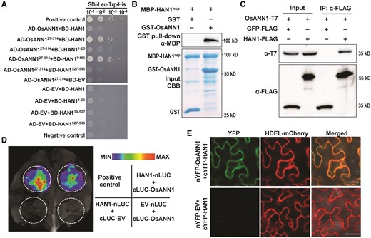 OsANN1 interacts with HAN1 in vitro and in vivo. A) OsANN127–314 interacts with HAN1 in yeast. The plasmids were cotransformed into yeast cells and screened on a synthetic dextrose media lacking leucine and tryptophan (SD-2). Yeast cotransformed with pGADT7-T + pGBKT7-53 served as a positive control. Yeast cotransformed with pGADT7-T + pGBKT7-lam served as a negative control. EV, empty vector. B) OsANN1 interacts with HAN1nsp by GST pull-down assays. The recombinant GST-OsANN1 and the MBP-HAN1nsp were subjected to GST pull-down analysis. GST served as a negative control. The interacting proteins were revealed by anti-MBP immunoblotting. CBB, Coomassie Brilliant Blue. C) HAN1 interacts with OsANN1 in the Co-IP assays. The proteins OsANN1-T7, HAN1-FLAG, and GFP-FLAG were coexpressed in N. benthamiana. Extracted proteins were immunoprecipitated using anti-FLAG beads, and Co-IP proteins were immunoblotted with an anti-T7 antibody. The western blots were captured using a chemiluminescent imaging system coupled to a CCD camera. D) HAN1 interacts with OsANN1 by the split luciferase assays in N. benthamiana. Nicotiana benthamiana leaves were coinfiltrated with 35S:HAN1-nLUC and 35S:cLUC-OsANN1. Luciferase complementation imaging assays were performed 2 d later. E) HAN1 interacts with OsANN1 by the split YFP assays. The experiment procedure was similar to that used in D). HAN1 was fused with cYFP at N-terminal, and OsANN1 was fused with nYFP at N-terminal. HDEL is the ER localization marker. The images were observed under a confocal microscope 2 d later. Bar = 25 μm.