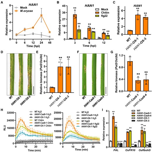HAN1 negatively regulates the blast disease resistance in rice. A) Transcription analysis of HAN1 over time after inoculation with M. oryzae in rice. Conidial suspensions (1 × 105 conidia mL−1 in 0.02% Tween-20) were sprayed onto the leaf surface of 3-wk-old rice seedlings. The infected leaves were sampled at indicated time points for RT-qPCR assays. 0.02% Tween-20 serves as mock treatment. Values are means ± Sd (n = 3). B) Transcription analysis of HAN1 in rice suspension cells treated with 10 nM chitin or 500 nM flg22. RT-qPCR were used to evaluate the gene expression. Values are means ± Sd (n = 3 biological replicates). **Significant differences from Mock at P < 0.01 (Student's t-test). C)HAN1 expression levels in HAN1 transgenic plants. HAN1-OX-1 and -3 are 2 independent transgenic lines. Values are means ± Sd (n = 3). **Significant differences from WT at P < 0.01 (Student's t-test). D, E) Disease symptoms and relative fungal biomass of WT and HAN1-OX lines after M. oryzae infection. Conidial suspensions (1 × 105 conidia mL−1 in 0.02% Tween-20) were sprayed onto the leaf surface of 3-wk-old seedlings. Images were taken at the same time (5 dpi). Bar = 1 cm. The fugal biomass was determined by qPCR of M. oryzae Pot2 gene against rice OsUbi1 gene. Others are as in C). F, G) Disease symptoms and relative fungal biomass of WT and HAN1-Cas9 lines after M. oryzae infection. Two independent knock-out lines generated by CRISPR/Cas9 technique were used for the assays. Others are as in D). H) ROS burst induced by PAMPs in suspension cells of WT and HAN1 transgenic plants; 10 nM chitin (left) and 500 nM flg22 (right) were used for the ROS burst assays. H2O served as the negative control. RLU, relative light units. Values are means ± Sd (n = 3). I) The expression of defense genes PAL, OsPR10, and OsRbohD in WT and HAN1 transgenic plants. The leaves of 4-wk-old plants were sampled and RT-qPCR was used to evaluate the gene expression. OsActin2 was used as the internal reference gene. Others are as in C).