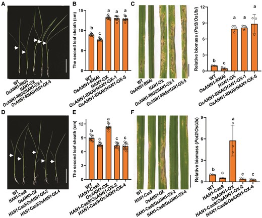 HAN1 genetically acts downstream of OsANN1. A) Phenotype of 10-d-old OsANN1-RNAi/HAN1-OX seedlings. Arrows indicate the lamina joints. Bar = 5 cm. B) The lengths of the second leaf sheaths in A). Values are means ± Sd (n = 20). Different letters indicate the significant differences based on 1-way ANOVA with Tukey's HSD test. C) Disease symptoms and relative fungal biomass of the OsANN1-RNAi/HAN1-OX lines after inoculated with M. oryzae conidia. Conidial suspensions were sprayed onto the leaf surface of 3-wk-old seedlings. Images were taken at the same time (5 dpi). Bar = 1 cm. The fungal biomass was determined by qPCR of M. oryzae Pot2 gene against rice OsUbi1 gene. Different letters indicate the significant differences based on 1-way ANOVA with Tukey's HSD test. Values are means ± Sd (n = 3 biological replicates). D) Phenotype of 10-d-old HAN1-Cas9/OsANN1-OX seedlings. Others are as in A). E) The lengths of second leaf sheaths in D). Others are as in B). F) Disease symptoms and relative fungal biomass of the HAN1-Cas9/OsANN1-OX lines after inoculated with M. oryzae conidia. Others are as in C).