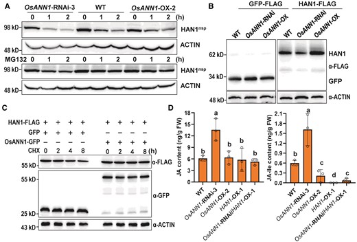 OsANN1 enhances the stability of HAN1. A) In vitro cell-free degradation assays showing that OsANN1 stabilizes HAN1. Total proteins extracted from 10-d-old WT, OsANN1-RNAi, and OsANN1-OX seedlings were incubated with recombinant MBP-HAN1nsp protein for indicated times. MBP-HAN1nsp was detected with the anti-MBP antibody. ACTIN served as a control. The western blots were captured using a chemiluminescent imaging system coupled to a CCD camera. B) HAN1 protein abundance in protoplasts of the WT, OsANN1-RNAi, and OsANN1-OX. The different rice protoplasts were transfected with HAN1-FLAG or GFP-FLAG constructs. Extracted proteins were immunoblotted with an anti-FLAG antibody and captured using a chemiluminescent imaging system. C) CHX treatment of WT protoplasts cotransfected with OsANN1-GFP and HAN1-FLAG. The rice protoplasts transfected with different constructs were treated with 4 μ M CHX for 0 to 8 h. Extracted proteins were immunoblotted with respective antibodies and captured using a chemiluminescent imaging system. D) The JA and JA-Ile content in different transgenic lines. Two-wk-old plant leaves were used to measure the JA and JA-Ile contents. FW, fresh weight. Different letters indicate the significant differences based on 1-way ANOVA with Tukey's HSD test. Values are means ± Sd (n = 3 biological replicates).
