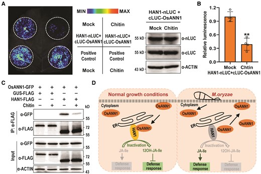 Chitin treatment dissociates OsANN1 from HAN1. A) The split luciferase assays showing that chitin treatment restrains the interaction of OsANN1 and HAN1. Nicotiana benthamiana leaves were coinfiltrated with 35S:HAN1-nLUC and 35S:cLUC-OsANN1; 200 μ M chitin was injected to the leaves for 30 min before the luminescence was recorded. The immunoblotting at the right shows the levels of respective proteins. B) Quantitative analysis of luminescence intensity for the comparison of Mock and chitin treatments in A). Values are means ± Sd (n = 4 biological replicates). **Significant differences from Mock at P < 0.01 (Student's t-test). C) The Co-IP assays showing that chitin treatment diminished the interaction of OsANN1 and HAN1. HAN1-FLAG and OsANN1-GFP were coexpressed in WT protoplasts. GUS-FLAG served as a negative control. After transfection for 14 h, the protoplasts were treated with 5 μ M chitin for 30 min. Co-IP was performed using anti-FLAG beads and the proteins were subjected to immunoblot analysis with anti-FLAG or anti-GFP antibody as indicated. ACTIN served as an internal control. The western blots were captured using a chemiluminescent imaging system coupled to a CCD camera. The experiment was repeated 3 times with similar results. D) A model showing the OsANN1-HAN1 module in regulating the disease response in rice. Without pathogen infection, OsANN1 interacts with HAN1 and enhances its stability, which promotes the transition of JA-Ile to the inactive form, thereby suppressing the immune response. Upon pathogen infection, PTI activation facilitates the dissociation of OsANN1 from HAN1, which subsequently leads to the HAN1 degradation. In this event, JA-Ile accumulated and then promoted the disease resistance in rice.