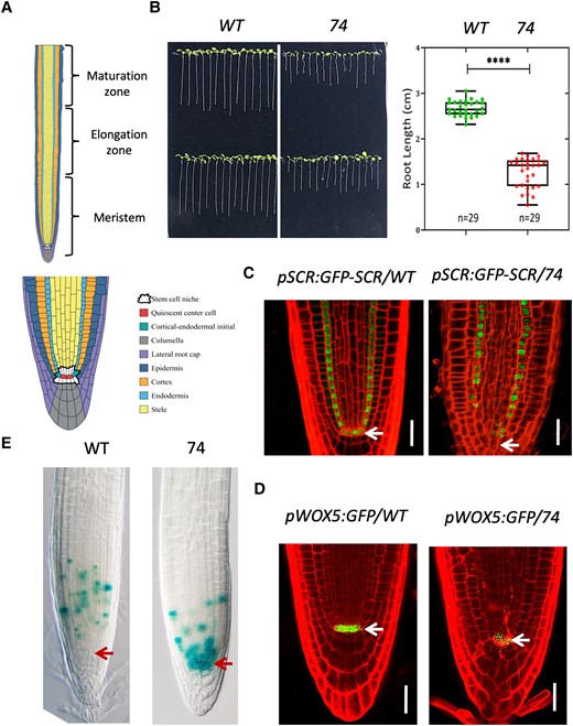 Mutant 74 is defective in root stem cell maintenance. A) Diagram of the different developmental zones (upper panel) of Arabidopsis root and cell types (lower panel) in the apical root meristem. B) Root length of 8-d-old seedlings. Representative image B) and box plot C). The median is the middle value of the data set. The upper and lower quartiles are equal to 25% and 75% of all values in the sample in a descending order, respectively. The value in the top whisker is the lower quantile + 1.5 times interquartile range (IRQ), and the value in the bottom whisker is the upper quantile − 1.5 times IRQ. Points represent values for individual samples. Outliers are those with a value greater than Q3 + (1.5 IQR) or less than Q1 − (1.5 IQR). ****P < 0.0001, t test. C, D) Confocal microscopy image showing the expression pattern of pSCR:GFP-SCR and pWOX5:GFP in the roots of wild type and mutant 74. The seedlings were 7 d old. Bar = 20 µm. E)CYCB1:1:GUS expression in the root of wild type and mutant 74, noting the shift of GUS staining maximum to the SCN in the mutant. Bar = 40 µm. The arrows in C) to E) mark the position of QC.