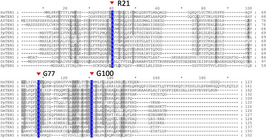 Multisequence alignment of TEN1 homologs from a diverse range of eukaryotes. Arrows mark the position of the most conserved amino acids, R21 and G100, as well as G77, which is mutated in the mdo1-1/ten1-3 mutant. See Supplemental Table S2 for the full names of the species and their corresponding taxonomy groups. TEN1 homologs in other species were identified in the NCBI database (www.ncbi.nlm. nih.gov/BLAST), phytozome (https://phytozome.jgi.doe.gov), and FernBase (https://www.fernbase.org) by BLAST, and multiple sequence alignment was performed using BLASTALX and the default parameters (Thompson et al. 1997). See Supplemental Table S2 for the full names of the species and their corresponding taxonomy groups.