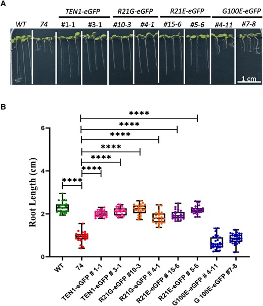 Complementation test showing the importance of G100 for TEN1 function. A) Representative images of 1-wk-old seedlings of wild type (WT), no. 74 mutant, and 2 independent transgenic lines for each transgene in the mutant 74/ten1 background. B) Statistical analysis of root length for the complementation test. The median is the middle value of the data set. The upper and lower quartiles are equal to 25% and 75% of all values in the sample in a descending order, respectively. The value in the top whisker is the lower quantile + 1.5 times IRQ, and the value in the bottom whisker is the upper quantile − 1.5 times IRQ. Points represent values for individual samples. Outliers are those with a value greater than Q3 + (1.5 IQR) or less than Q1 − (1.5 IQR). ****P < 0.0001. t test, n = 24.