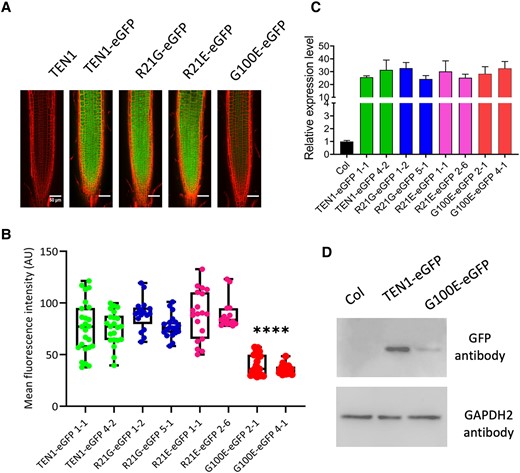 G100 is essential to TEN1 protein expression. A) Representative confocal microscope images showing the expression of the different GFP fusion proteins. Bar = 50 µm. B) Box plot and statistical analysis of GFP signal intensity in the root tip of transgenic plants. AU, artificial unit. The median is the middle value of the data set. The upper and lower quartiles are equal to 25% and 75% of all values in the sample in a descending order, respectively. The value in the top whisker is the lower quantile + 1.5 times IRQ, and the value in the bottom whisker is the upper quantile − 1.5 times IRQ. Points represent values for individual samples. Outliers are those with a value greater than Q3 + (1.5 IQR) or less than Q1 − (1.5 IQR). ****P < 0.0001. t test, n ≥ 15. C) RT-qPCR assay showing that transgenes are expressed at similar levels. Col was used as a negative control. The values are the mean ± Sd, 3 biological replicates. D) Western blot assay showing the protein level of the TEN1-GFP fusion protein with the G100E mutation (G100E-eGFP), relative to nontransgenic plants (COL), and the wild-type TEN1-eGFP fusion protein. GAPDH2 was used as a loading control.