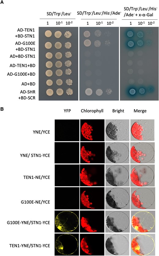 G100E mutation does not affect physical interaction between TEN1 and STN1. A) Yeast 2-hybrid assay showing that the G100E mutation does not affect the ability of TEN1 to interact with STN1. The SHR and SCR pair serves as the positive control. YNE, N-terminus of YFP; YCE, C-terminus of YFP. B) Bimolecular fluorescence complementation assay for the interaction between STN1 and TEN1 with or without the G100E mutation.