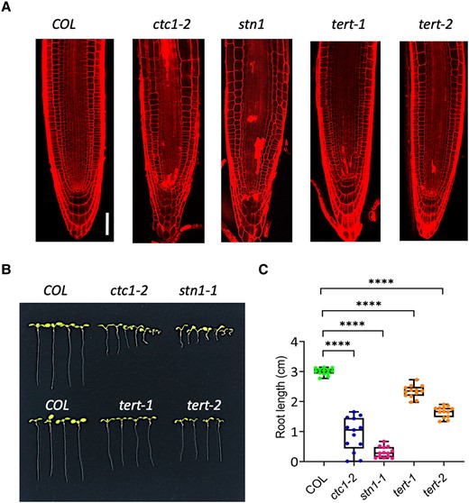 CTC1, STN1, and telomerase also play a role in SCN maintenance. A) Confocal microscope images showing disorganized SCN in ctc1, stn1, and telomerase (tert) mutants. B)ctc1, stn1, and 2 tert mutants have short roots. The seedlings were 8 d old grown in MS medium. C) Box plots of the root length of ctc1, stn1, and 2 tert mutants. The median is the middle value of the data set. The upper and lower quartiles are equal to 25% and 75% of all values in the sample in a descending order, respectively. The value in the top whisker is the lower quantile + 1.5 times IRQ, and the value in the bottom whisker is the upper quantile − 1.5 times IRQ. Points represent values for individual samples. Outliers are those with a value greater than Q3 + (1.5 IQR) or less than Q1 − (1.5 IQR). ****P < 0.001. t test, n = 13.