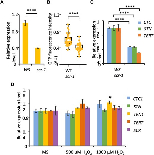 TEN1, CTC1, STN1, and telomerase are downregulated in the scr-1 mutant. A)TEN1 transcripts in the roots of wild-type (WS) and scr-1 seedlings. B) TEN1-eGFP protein level in wild-type (WT) and scr seedlings, as determined by the intensity of green fluorescence. The median is the middle value of the data set. The upper and lower quartiles are equal to 25% and 75% of all values in the sample in a descending order, respectively. The value in the top whisker is the lower quantile + 1.5 times IRQ, and the value in the bottom whisker is the upper quantile − 1.5 times IRQ. Points represent values for individual samples. Outliers are those with a value greater than Q3 + (1.5 IQR) or less than Q1 − (1.5 IQR). C) Transcript level of CTC1, STN1, and telomerase (TERT) in the roots of wild-type and scr-1 seedlings. D) Transcript level of TEN1, CTC1, STN1, and telomerase in the roots of wild-type seedlings with or without H2O2 treatments. For A), C), and D), RT-qPCR was performed using actin 7 as an internal control. The values are the mean ± Sd, 3 biological replicates. *P < 0.05; ****P < 0.0001. t test.
