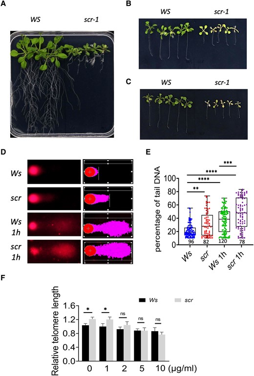 The scr-1 mutant is hypersensitive to zeocin, a DNA damage reagent. A) Wild-type (WS) and scr-1 seedlings 22 d after germination in MS medium. B), C) Wild-type (WS) and scr-1 seedlings 14 d after 8-d-old seedlings were transferred to MS medium containing 20 B) or 50 μg/mL C) zeocin. D) Representative images from the comet assay, showing damaged nuclei in the roots of 8-d-old wild-type and scr-1 seedlings, with or without zeocin treatment (10 µg/mL zeocin for 1 h), before (left) and after (right) processing with the CASP software. The damaged DNA (in the tail) is marked in a different color. E) Statistical analysis of the percentage of DNA in the comet tail using the CASP software. The number below the graph indicates the number of nuclei examined. The median is the middle value of the data set. The upper and lower quartiles are equal to 25% and 75% of all values in the sample in a descending order, respectively. The value in the top whisker is the lower quantile + 1.5 times IRQ, and the value in the bottom whisker is the upper quantile − 1.5 times IRQ. Points represent values for individual samples. Outliers are those with a value greater than Q3 + (1.5 IQR) or less than Q1 − (1.5 IQR). F) Quantitative PCR assay of telomere length. Two days after 6-d-old WS and scr seedlings were transferred to MS medium containing 0, 1, 2, 5, and 10 µg/mL zeocin. Three biological replicates. The values are the mean ± Sd, 3 biological replicates. Tukey's test was used in E) and F). *P < 0.05, **P < 0.01, ***P < 0.001, and ****P < 0.0001.