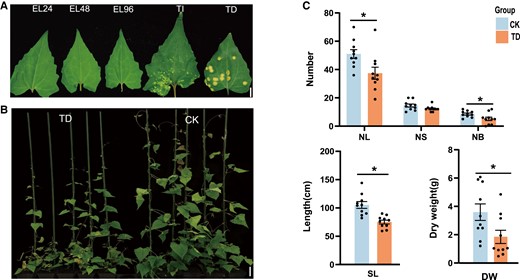 Phenotypic differences of M. micrantha in response to P. spegazzinii. A) Different developmental stages of P. spegazzinii in M. micrantha leaf, including early stage of infection (EL, 24, 48, and 96 h post-infection), TIs (7 to 8 d post-infection), and TD stage (15 to 17 d post-infection). Bar = 7 mm. B) Phenotypes of M. micrantha healthy plants (CK) and infected plants at TD stage (n = 5). The phenotype of CK was imaged under normal growth conditions, and the phenotype of TD stage was imaged at 17 d of P. spegazzinii infection. Bar = 6 cm. C) Number of leaves (NL), NS, number of branches (NB), SL, and DW of M. micrantha at CK and TD stages. Values represent the mean ± Se derived from 10 biological replicates. Statistical significance between CK and TD is indicated according to Student's t-test: *P < 0.05 .