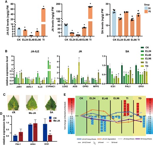 Effects of P. spegazzinii on JA, JA-Ile, and SA in M. micrantha. A) Levels of JA-Ile, JA, and SA in leaves of M. micrantha at CK, EL, and TI stages. CK indicates the uninfected plants by rust; PS indicates rust-infected leaves; EL and TI stages indicate the early stage of infection and TIs (see legend of Fig. 1). Values represent the mean ± Sd derived from 5 biological replicates. B) Relative mRNA levels of key genes involved in JA-Ile, JA, and SA biosynthesis and JA-ILE degradation in all stages of rust infection. Values represent the mean ± Sd derived from 3 biological replicates. JA-Ile synthesis gene included JAR1; JA-Ile degradation genes included IAR3.1, ILL6, and CYP94C1; JA synthesis genes included LOX2, AOS, OPR3, and MFP2; SA synthesis genes included ICS1, PAL1, and EPS1. C) Inhibitory effect of exogenous Me-JA and SA on the development of P. spegazzinii. The infected leaves were sprayed with exogenous Me-JA and SA with a concentration of 1 mol L−1 once a day, respectively. After 10 d of treatment, the leaf was collected to observe the infection status of P. spegazzinii. D) Effect of exogenous Me-JA on mRNA level of SA biosynthesis genes in M. micrantha leaves. Values represent the mean ± Sd derived from 3 biological replicates. E) Expression pattern of key genes in JA, JA-Ile, and SA biosynthesis and JA-Ile degradation pathways, and content variation of JA, JA-Ile, and JA during all stages of rust infection. The key genes of JA-Ile degradation included IAR3.1, ILL6, and CYP94C1; the key genes of JA biosynthesis included LOX2, AOS, OPR3, and MFP2; the key gene of JA-Ile biosynthesis was JAR1; the key genes of SA biosynthesis included ICS1, PAL1, and EPS1. The bars and arrow lines indicate the fold-change of metabolites content (JA, JA-Ile, and SA) and genes expression, respectively. In (A), (B), and (D), statistical significance is determined by Student's t-test: *P < 0.05.