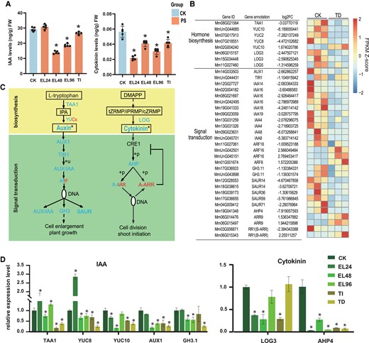 Effects of P. spegazzinii infection on growth-promoting hormones (IAA and Cytokinins) in M. micrantha leaves. A) Level of growth-promoting hormones in leaves of M. micrantha in healthy leaves (CK), early stage of rust infection (EL24, EL48, and EL96), and TI stage. PS indicates rust-infected leaves, including the rust infection stages of EL24, EL48, EL96, and TI. Values represent the mean ± Sd derived from 5 biological replicates. B) Expression patterns of DEGs involved in the biosynthesis and signal transduction of growth-promoting hormone at TD stage. The gene names and gene annotation results of M. micrantha are shown on the left. C) Comparison of growth-promoting hormone biosynthesis and signal transduction gene expression and growth-promoting hormone content at CK and TD stages. Annotated and quantified metabolites and growth-promoting hormones are framed, and the content of Auxin and cytokinin were significant significantly decreased. The expressions of 1 YUC gene, 3 ARF genes, 1 B-ARR gene and 2 ARR genes involved in Auxin and Cytokinin synthesis and signal transduction were significantly up-regulated at TD stage, while other genes were significantly down-regulated. IPA, indole-3-pyruvic acid; tZRMP/iPRMP/cZRMP, tZ/iP/cZ riboside 5′-monophosphate; DMAPP, dimethylallyl diphosphate. D) Relative mRNA levels of key genes involved in IAA and Cytokinins biosynthesis and signal transduction at all stages of rust infection. Values represent the mean ± Sd derived from 3 biological replicates. In (A) and (D), statistical significance between CK and each stage (EL24, EL48, EL96, and TI) was determined by Student's t-test: *P < 0.05.