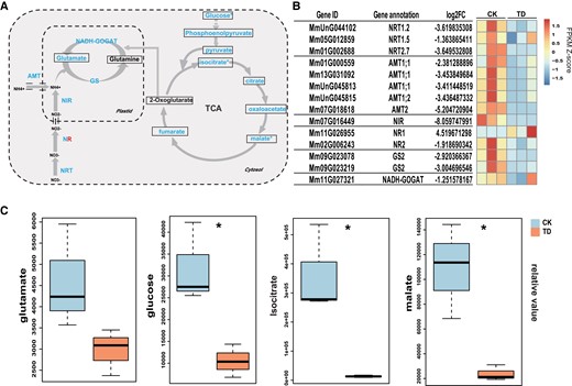 Effects of P. spegazzinii on nitrogen use efficiency in M. micrantha. A) Comparison of the expression of genes and the contents of metabolites related to nitrogen transport and assimilation, the tricarboxylic acid (TCA) cycle, and glycolysis in the leaves of M. micrantha under healthy leaves (CK) and TD stage. The metabolites annotated and quantified are framed. The levels of all metabolites except Glutamine and 2-Oxoglutarate were decreased at the TD phase. Except for one NR gene, all the genes involved in nitrogen transport and assimilation were significantly down-regulated at the TD stage. B) Expression patterns of DEGs related to nitrogen transport and assimilation. The gene names and gene annotation results of M. micrantha are shown on the left. C) Relative content of identified metabolites involved in nitrogen assimilation, the TCA cycle, and glycolysis in the leaves of M. micrantha under CK and TD stage are shown in the boxplot. Within each boxplot, the central line indicates the median, the bottom and top edges of the box indicate the IQRs, and the whiskers represent the maximum and minimum data points. Statistical significance (n = 3) is indicated in (A) and (C), according to Student's t-test: *P < 0.05.