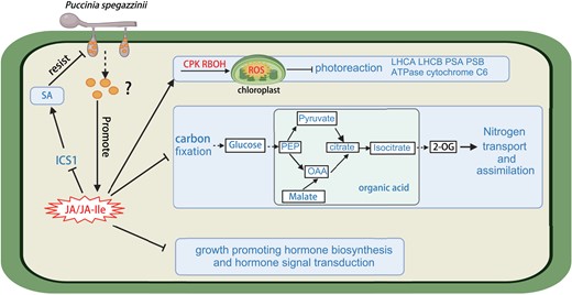 Model of the entire putative mechanism through which P. spegazzinii inhibits the growth of M. micrantha. Proteins or compounds might be released by P. spegazzinii after teliospores formation, promoting the accumulation of JA and JA-Ile in infected leaves of M. micrantha. Higher JA and JA-Ile production in infected leaves inhibits the synthesis of the defense hormone SA, thus reducing inhibitory effect of SA on teliospores development. Accumulation of JA and JA-Ile may also inhibit the synthesis of growth-related hormones and signal transduction and promote the accumulation of ROS, thereby affecting the photochemical efficiency of M. micrantha and impeding carbon and nitrogen metabolism in infected tissues. The annotated and quantified metabolites are boxed, and increases and decreases in contents are marked in red and blue, respectively. Significantly up- and downregulated genes are marked in red and blue, respectively. Significant differences are indicated, according to Student's t-test: *P < 0.05. Inhibited pathways are marked in blue. The lines with arrowheads indicate positive relationships, and the lines with blunt ends indicate inhibition or negative relationships.