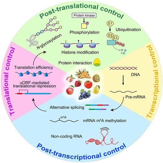 Summary of gene expression control exercised at multi-faceted levels during the fruit ripening process. Pre-mRNA: precursor messenger RNA.