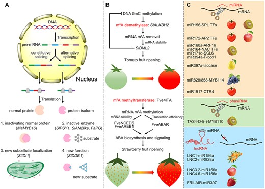 Posttranscriptional mechanisms that can regulate the fruit ripening process. A, One precursor mRNA can produce two or more transcripts via AS. The ensuing protein isoforms translated from these alternative transcripts are functionally different. B, Regulatory roles of mRNA m6A modification in controlling tomato and strawberry fruit ripening. In tomato, the m6A demethylase SlALKBH2 undoes the m6A modification of the SlDML2 transcript, thus stabilizing SlDML2. SlDML2 further erases DNA 5mC methylation, and promotes the transcription of SlALKBH2. In strawberry, the m6A methyltransferase FveMTA deposits m6A modifications to enhance mRNA stability or TE, especially for those mRNAs involved in ABA biosynthesis and signaling. C, Noncoding RNAs regulate fruit ripening. MiRNA and phasiRNA can directly cleave their target mRNAs. Long noncoding RNAs often act as the target mimics of miRNAs to protect mRNAs. Ma, Musa acuminate; Sl, Solanum lycopersicum; Fa, Fragaria × ananassa; Fve, F. vesca; pre-mRNA, precursor messenger RNA.