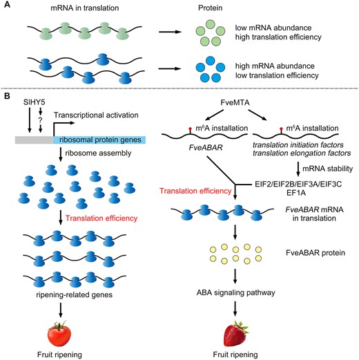 TE is a translational mechanism capable of regulating fruit ripening. A, The protein level is modulated by both the mRNA’s abundance and its TE. B, Tomato transcription factor SlHY5 can directly or indirectly regulate the expression of ribosomal protein genes, to further influence the ribosome pool, which guarantees the TE of various ripening-related genes during the fruit ripening process. In strawberry, FveMTA can install m6A modification onto the FveABAR transcript to promote its TE. In addition, FveMTA also installs m6A modification onto those mRNAs encoding translation initiation factors and translation elongation factors which could improve their mRNA stability and further promote the TE of FveABAR. Sl, Solanum lycopersicum; Fve, F. vesca; mRNA, messenger RNA.