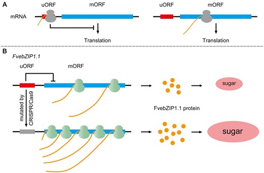 The uORF is a kind of translational regulatory element having high specificity. A, Translation of the uORF inhibits the translation of its corresponding protein-coding mORF. B, In strawberry, uORF mutations generated by CRISPR/Cas9 genome-editing system in the FvebZIP1.1 locus can produce a higher level of FvebZIP1.1 protein, resulting in a greater sugar accumulation in strawberry fruit.