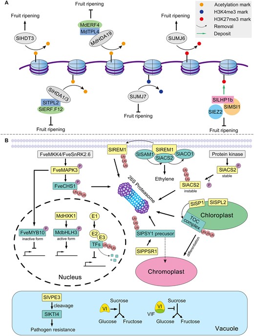 Posttranslational mechanisms that can regulate the fruit ripening process. A, Different histone modifications differ functionally in how they influence fruit ripening. Histone acetylation can either accelerate or decelerate the ripening of fruit. Histone H3K4me3 promotes fruit ripening, whereas histone H3K27me3 inhibits fruit ripening. B, Important posttranslational events involved in fruit ripening. The membrane protein SlREM1 directly binds to SlSAM1, SlACS2, and SlACO1 to increase ethylene production. Meanwhile, SlREM1 undergoes ubiquitin-mediated degradation. In cytosol, SlACS2 is regulated by phosphorylation and ubiquitination. SlACS2 is stabilized via phosphorylation by a protein kinase, while dephosphorylated SlACS2 is unstable and then degraded by the ubiquitin–26S proteasome pathway. E3 ubiquitin ligase SlPPSR1 mediates the degradation of SlPSY1 precursor protein via ubiquitination, to maintain a steady-state level of mature SlPSY1 protein in the chromoplast of tomato. FveMAPK3 negatively regulates anthocyanin accumulation of strawberry and acts downstream of FveMKK4 and FveSnRK2.6. FveMAPK3 can phosphorylate both FveCHS1 and FveMYB10 to inactivate their involvement in anthocyanin accumulation of strawberry. In the nucleus, MdHXK1 can phosphorylate MdbHLH3 to activate its transcriptional activity and promote anthocyanin biosynthesis in apple. Ubiquitination-driven degradation of transcription factors is a common way by which the ripening and quality of fruit is regulated. The E3 ubiquitin ligases SlSP1 and SlSPL2 locate to chloroplast outer envelope membranes where they participate in tomato fruit ripening. Furthermore, SlSP1 is responsible for the ubiquitin-mediated degradation of the TOC complex to promote the chloroplast-to-chromoplast transition. In the vacuole, SlVPE3 cleaves SlKTI4 to regulate the resistance of fruit to pathogens. A vacuolar invertase inhibitor can abolish vacuolar invertase activity due to protein–protein interactions, thus affecting sucrose metabolism during fruit ripening. Sl: Solanum lycopersicum; Fve: F. vesca; Md: M. domestica.
