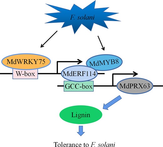 A working model illustrating the role of MdWRKY75-MdERF114-MdMYB8-MdPRX63 in apple response to Fusarium solani. Fusarium solani induces the expression of MdWRKY75, which directly binds to the W-box motif in the promoter of MdERF114. MdERF114 directly binds to the GCC-box motif of the MdPRX63 promoter and activates its expression, resulting in lignin deposition. The expression of MdMYB8 is also induced by F. solani. The interaction between MdMYB8 and MdERF114 enhances the binding of MdERF114 to the MdPRX63 promoter. The deposition of lignin increases the resistance to F. solani in apple roots.