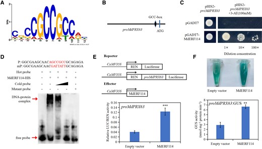 MdERF114 directly binds to the MdPRX63 promoter. A) Potential binding elements of MdERF114 identified by DNA affinity purification sequencing (DAP- seq). B) MdPRX63 promoter sequence analysis revealed the presence of GCC-box binding element. C) Yeast one-hybrid (Y1H) assay showed that MdERF114 binds to the MdPRX63 promoter. The yeast strain co-transformed with pGADT7 and pHIS2-proMdPRX63 was used as the control. The screening concentration of 3-AT was 100 mM. D) EMSA indicates that MdERF114 binds to the GCC-box in MdPRX63 promoter. The “+” represents the presence of relevant probes or proteins and “-” represents the absence of relevant probes or proteins. The 5'-AGCCGCC-3' is the motif bound by MdERF114 in “P” and the 5'-AGCCGCC-3' motif was replaced by 5'-GATTATT-3' in “mP”. E) Relative LUC/REN activity in Nicotiana benthamiana co-expressing MdERF114 and proMdPRX63. F) GUS staining assay showing that MdERF114 can activate proMdPRX63 expression. Data are shown as means ± standard deviation (Sd) with three biological replicates in E and F. Different letters indicate significant differences between treatments based on Student's t-test (*P ≤ 0.05; **P ≤ 0.01; ***P ≤ 0.001).