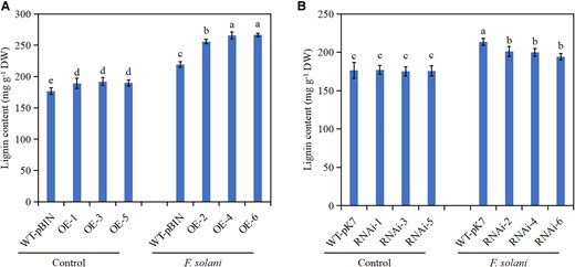 Determination of lignin content in MdERF114 transgenic roots under Fusarium solani treatment. A) Determination of lignin content in MdERF114-overexpressing roots. B) Determination of lignin content in MdERF114-RNAi roots. WT-pBIN, GL3 transformed with an pBIN-GFP empty vector; OE 1–6, different MdERF114-overexpressing root lines. WT-pK7, GL3 transformed with an pK7GWIWG2 empty vector; RNAi 1–6, different MdERF114-RNAi root lines. Data are shown as means ± standard deviation (Sd) with three biological replicates. Different letters indicate significant differences between treatments based on Tukey's test (P < 0.05).