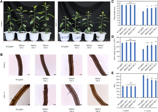 Overexpression of MdPRX63 enhances apple resistance to Fusarium solani. A) Phenotype of plants overexpressing MdPRX63 in the roots under F. solani treatment. Scale bar = 10 cm. B) Observation of MdPRX63-overexpressing roots under F. solani treatment. The black arrow indicates the wound. Scale bar = 100 μm. C) Height of plants overexpressing MdPRX63 in the roots under F. solani treatment. D) Vitality of MdPRX63-overexpressing roots under F. solani treatment. E) REL of MdPRX63-overexpressing roots under F. solani treatment. WT-pBIN, GL3 transformed with an empty vector containing the GFP tag; PRX63 OE 1–6, different MdPRX63-overexpressing root lines. Data are shown as the means ± standard deviation (Sd) with three biological replicates. Different letters indicate significant differences between treatments based on Student's t-test (*P ≤ 0.05; **P ≤ 0.01).