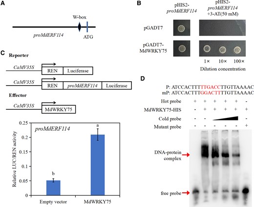 MdWRKY75 directly binds to the MdERF114 promoter. A) MdERF114 promoter sequence analysis reveals the presence of W-box binding element. B) Yeast one-hybrid (Y1H) assay shows that MdWRKY75 binds to the MdERF114 promoter. The yeast strain co-transformed with pGADT7 and pHIS2-proMdERF114 was used as the control. The screening concentration of 3-AT was 50 mM. C) Relative LUC/REN activity of Nicotiana benthamiana co-expressing MdWRKY75 and proMdERF114. Data are shown as means ± standard deviation (Sd) with three biological replicates in C. Different letters indicate significant differences between treatments based on Tukey's test (P < 0.05). D) EMSA indicates that MdWRKY75 binds to the W-box in promoter of MdERF114. The “+” represents the presence of relevant probes or proteins and “-” represents the absence of relevant probes or proteins. The 5'-TTGACC-3' is the motif bound by MdWRKY75 in “P” and the 5'-TTGACC-3' motif was replaced by 5'-GGACTT-3' in “mP”.