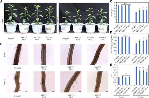 Overexpression of MdWRKY75 enhances apple resistance to Fusarium solani. A) Phenotype of plants overexpressing MdWRKY75 in the roots under F. solani treatment. Scale bar = 10 cm. B) Observation of MdWRKY75-overexpressing roots under F. solani treatment. The black arrow indicates the wound. Scale bar = 100 μm. C) Height of plants overexpressing MdWRKY75 in the roots under F. solani treatment. D) Vitality of MdWRKY75-overexpressing roots under F. solani treatment. E) REL of MdWRKY75-overexpressing roots under F. solani treatment. WT-pBIN, GL3 transformed with an empty vector containing the GFP tag; WRKY75 OE 1–6, different MdWRKY75-overexpressing root lines. Data are shown as means ± standard deviation (Sd) with three biological replicates. Different letters indicate significant differences between treatments based on Student's t-test (*P ≤ 0.05; **P ≤ 0.01).