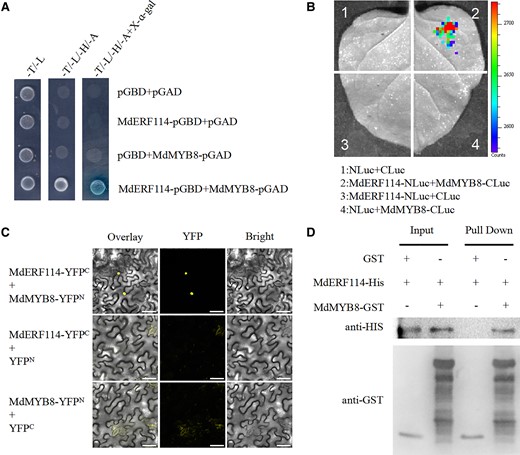 MdMYB8 interacts with MdERF114. A) Yeast two-hybrid (Y2H) assay showing that MdMYB8 interacts with MdERF114 in yeast. B) Luciferase complementarity assay showing that fluorescence signal was only observed in sites co-injected with MdERF114-Nluc and MdMYB8-Cluc. C) BiFC assay showing that MdMYB8 interacts with MdERF114 in the nucleus. Scale bar = 50 μm. D) Pull-down assay showed that MdERF114-HIS could be captured by MdMYB8-GST and not Glutathione S-transferase (GST). The “+” represents the presence of relevant proteins and “-” represents the absence of relevant proteins.
