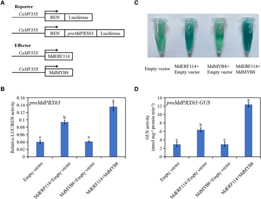MdMYB8 promotes MdERF114 binding to the MdPRX63 promotor. A, B) Relative LUC/REN activity of Nicotiana benthamiana co-expressing MdMYB8, MdERF114 and proMdPRX63. C, D) Relative GUS activity analysis. The 35s::MdMYB8, 35s::MdERF114 and proMdPRX63-GUS were co-transformed into apple calli and stained. The apple calli co-expressing 35s::MdERF114 and proMdPRX63-GUS, 35s::MdMYB8 and proMdPRX63-GUS, proMdPRX63-GUS were used as control. Data are shown as means ± standard deviation (Sd) with three biological replicates in B and D. Different letters indicate significant differences between treatments based on Tukey's test (P < 0.05).