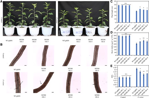 Overexpression of MdMYB8 enhances apple resistance to Fusarium solani. A) Phenotype of plants overexpressing MdMYB8 in the roots under F. solani treatment. Scale bar = 10 cm. B) Observation of MdMYB8-overexpressing roots under F. solani treatment. The black arrow indicates the wound. Scale bar = 100 μm. C) Height of plants overexpressing MdMYB8 in the roots under F. solani treatment. D) Vitality of MdMYB8-overexpressing roots under F. solani treatment. E) REL of MdMYB8-overexpressing roots under F. solani treatment. WT-pBIN, GL3 transformed with an empty vector containing the GFP tag; MYB8 OE1–6, different MdMYB8-overexpressing root lines. Data are as means ± standard deviation (Sd) with three biological replicates. Different letters indicate significant differences between treatments based on Student's t-test (*P ≤ 0.05; **P ≤ 0.01).