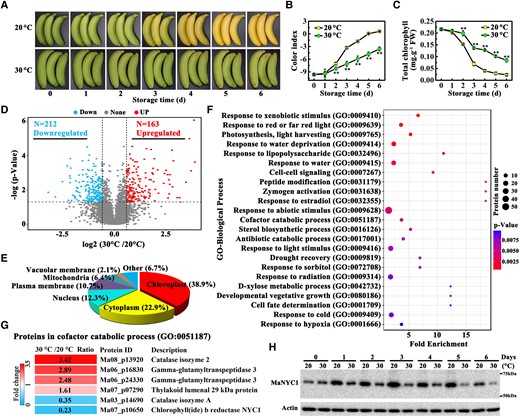 Proteome analysis identifying differentially expressed proteins in banana fruits ripened at 20 and 30 °C. A) Appearance of banana peels during ripening at 20 and 30 °C. Changes in CI B) and total chlorophyll content C) during fruit ripening. The total chlorophyll content was expressed as the mg g−1 fresh weight (FW) of fruit peel. Error bars indicate Se from 6 biological replicates. Asterisks highlight significant differences in banana peels at 20 and 30 °C (Student's t-test, **P < 0.01). D) Volcano plot of the proteins quantified in label-free quantitative proteomic analysis. E) Subcellular location classification of differentially expressed proteins in banana fruits at 20 and 30 °C. F) GO functional classification of proteins differentially expressed in banana fruits ripened at 20 and 30 °C. Biological process terms enriched in the identification group are ranked based on fold change with P < 0.01. Complete proteomics data are shown in Supplemental Table S1. G) Heatmap of differentially expressed proteins enriched in the cofactor catabolic process (G0:0051187) term. H) Western blot validation of differential expression of MaNYC1 protein in banana fruits during ripening at 20 and 30 °C. Equal amount of total protein (30 µg) per lane from each time point sample was subjected to western blotting using anti-MaNYC1 antibody. Actin was used as the loading control.