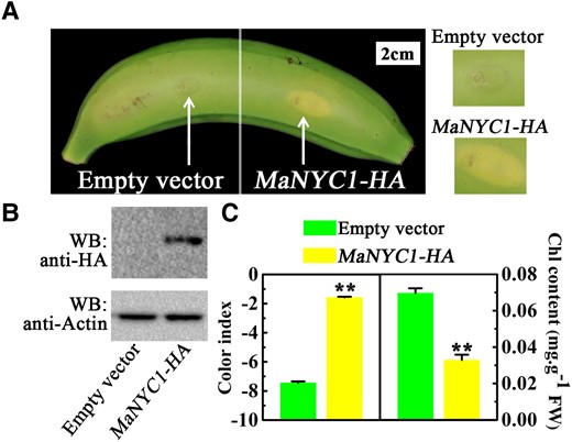 Transient overexpression of MaNYC1 weakens high temperature-inhibiting chlorophyll catabolism. A) Appearance of banana fruits infiltrated with empty vector (left side of fruit) and MaNYC1-HA (right) on Day 5 under 30 °C. Right panels show magnified views around the injection sites. B) Western blot detection of banana peels infiltrated with empty vector and MaNYC1-HA. Fruit peel tissues at the injection region were used for protein detection. Total proteins were extracted and immuno-blotted with anti-HA monoclonal antibody. Actin was used as the loading control. C) Changes in CI and total chlorophyll content of peels as shown in A). The total chlorophyll content was expressed as the mg g−1 FW of fruit peel. Error bars indicate Se from 6 biological replicates (Student's t-test, **P < 0.01).