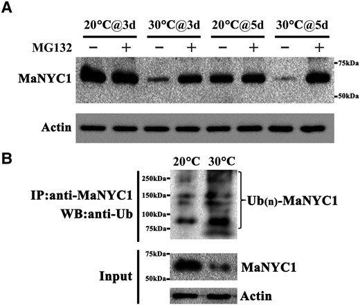 High temperature induces MaNYC1 ubiquitination and proteasomal degradation. A) High temperature induces degradation of MaNYC1 via the 26S proteasome. Banana fruits were treated with the proteasomal inhibitor MG132 and ripened at 20 and 30 °C. An equal amount of total protein per lane from each time point sample was subjected to western blotting using anti-NYC1 antibody, and actin was used as the loading control. B) High temperature promotes MaNYC1 ubiquitination. Endogenous MaNYC1 protein was immunoprecipitated with anti-MaNYC1 antibody from banana fruits ripened at 30 and 20 °C. The ubiquitylated MaNYC1 protein was detected using anti-Ub antibody, and actin was used as the loading control.