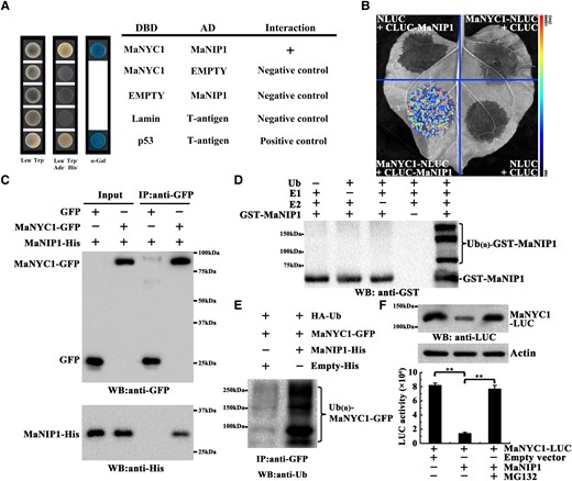 MaNIP1 interacts with MaNYC1 and mediates its ubiquitination and degradation. A) Y2H assay for the interaction between MaNYC1 and MaNIP1. Yeast cells cotransformed with DBD-MaNYC1 and AD-MaNIP1 were grown on selective medium and stained with α-Gal to test protein interaction. B) Protein–protein interactions between MaNYC1 and MaNIP1 in split-luciferase assays in N. benthamiana leaves. MaNYC1-NLUC was coexpressed with CLUC-MaNIP1, whereas MaNYC1-NLUC/CLUC-empty vector, NLUC-empty vector/CLUC-MaNIP1, and NLUC-empty vector/CLUC-empty vector were used as negative controls. Luciferase activity was recorded with a charge-coupled device camera. C) Co-IP assays of MaNIP1–MaNYC1 interaction. MaNYC1-GFP and MaNIP1-His, or Empty-GFP and MaNIP1-His, were transiently expressed in N. benthamiana leaves and immunoprecipitated with anti-GFP antibody. Immunoprecipitated samples and input controls were detected with anti-GFP and anti-His antibody, respectively. D) E3 Ub ligase activity of MaNIP1. Recombinant GST-MaNIP1 fusion protein was incubated in the presence or absence of Ub, E1 Ub-activating enzyme (E1), and E2 Ub-conjugating enzyme (E2). The reactions were analyzed by immunoblotting using anti-GST antibody. E3 Ub ligase activity of GST-MaNIP1 was only detected in the presence of E1, E2, and Ub. E) In vivo MaNYC1 ubiquitination by MaNIP1. Ubiquitylated proteins in total protein extracts from N. benthamiana leaves transiently expressing HA-Ub, MaNYC1-GFP, and MaNIP1-His or Empty-His with different combinations were captured with anti-GFP antibody. The ubiquitylated MaNYC1 protein was detected using anti-Ub antibody. F) Proteasome-mediated degradation assay of MaNYC1. MaNYC1 fused with LUC was coexpressed with MaNIP1 or empty vector in N. benthamiana leaves in the presence or in the absence of proteasome inhibitor (MG132). The MaNYC1 protein level was analyzed by western blotting using anti-LUC antibody (top panel). The MaNYC1 protein level was quantified by measuring luciferase activity (bottom panel). Data are mean ± Se of 6 biological replicates (Student's t-test, **P < 0.01).