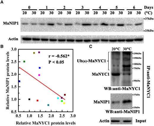MaNIP1 is involved in high temperature-induced ubiquitination and degradation of MaNYC1. A) Changes in MaNIP1 protein accumulation in banana fruits during ripening at 20 and 30 °C. Equal amount of total protein (30 µg) per lane from each time point sample was subjected to western blotting using anti-MaNIP1 antibody. Actin was used as the loading control. B) Significant correlation between MaNYC1 and MaNIP1 protein levels. The relative protein levels of MaNYC1 and MaNIP1 were quantified based on western blotting by densitometric analysis using Image J software. Asterisk (*) represents significant correlation at 0.05 level determined by SPSS Statistics 20. C) MaNIP1 participates in high temperature-promoted ubiquitination of MaNYC1. MaNYC1 protein in the total proteins extracted from banana fruits ripened at 20 and 30 °C was immunoprecipitated with anti-MaNYC1 antibody. The ubiquitinated MaNYC1 protein was detected using anti-MaNYC1 antibody. The presence of MaNIP1 in the immunoprecipitated complex was analyzed by anti-MaNIP1 antibody. Actin was used as the loading control.