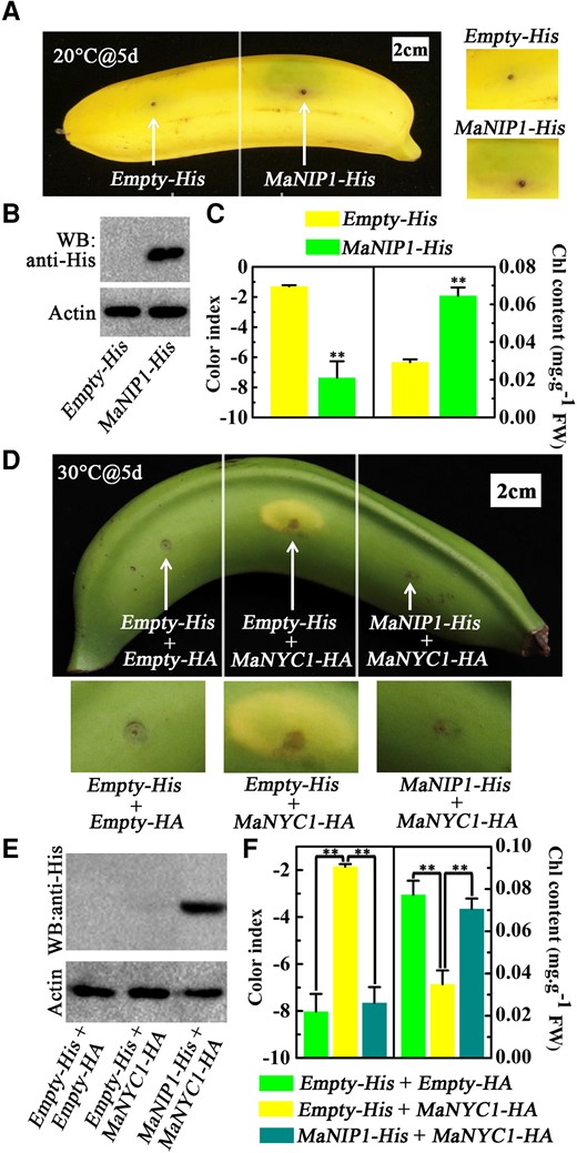 Attenuation of MaNIP1 in MaNYC1-induced chlorophyll degradation. Transient overexpression of MaNIP1 in banana fruits inhibits chlorophyll degradation. A) Appearance of banana fruits infiltrated with empty vector (left) and MaNIP1-His (right) under 20 °C on Day 5. Right panels show magnified views around the injection sites. B) Western blot assays of banana peels infiltrated with empty vector and MaNIP1-His. MaNIP1-His protein was detected by anti-His antibody. Actin was used as the loading control. C) Changes in CI and total chlorophyll content of banana peels as shown in A). MaNIP1 attenuates MaNYC1-induced chlorophyll degradation. D) Appearance of banana fruits coexpressing Empty-His and Empty-HA vectors (left, negative control), MaNYC1-HA and Empty-His (middle), or MaNYC1-HA with MaNIP1-His (right). After injection, fruits were allowed to ripen at 30 °C for 5 d. Bottom panels show magnified views around the injection sites. E) Western blotting showing MaNIP1-His protein level in banana peels infiltrated with different vectors. F) Changes in CI and total chlorophyll content of banana peels as shown in D). In C) and F), the total chlorophyll content was expressed as the mg g−1 FW of fruit peel. Error bars indicate Se from 6 biological replicates (Student's t-test, **P < 0.01).