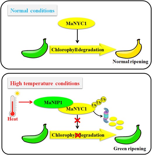 A proposed working model for the function of the MaNIP1–MaNYC1 complex in high temperature-induced green ripening in banana. At normal condition (20 °C), MaNYC1 induces chlorophyll degradation following normal ripening. Under high temperature (30 °C), MaNIP1 levels increase, and MaNIP1 promotes the ubiquitination and proteasomal degradation of MaNYC1 protein, which leads to the repression of chlorophyll degradation in peels and causes green ripening in banana.