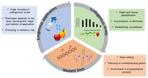 Diagrammatic representation of the three experimental approaches used to study active biomolecules in plants.