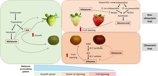 Proposed model of melatonin accumulation and its regulatory role in fruit ripening during different developmental stages in climacteric and nonclimacteric fruits. It is suggested that melatonin promotes fruit growth by itself or by a possible crosstalk with IAA in both climacteric and nonclimacteric fruits. In nonclimacteric fruits, melatonin may act in the advanced developmental stages, interacting antagonistically with ABA through the downregulation of its biosynthesis-related genes such as NCED. By contrast, melatonin might have a positive crosstalk with ethylene, positively influencing its biosynthesis and signaling in climacteric fruits. ACC, 1-aminocyclopropane-1-carboxylic acid; IAA, indole-3-acetic acid; NCED, 9-cis-epoxycarotenoid dioxygenase; SAM, S-adenosyl-methionine.